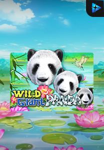 Bocoran RTP Wild Giant Panda di ZOOM555 | GENERATOR RTP SLOT